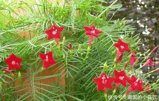 简直|家里养了这些花,简直美哭了