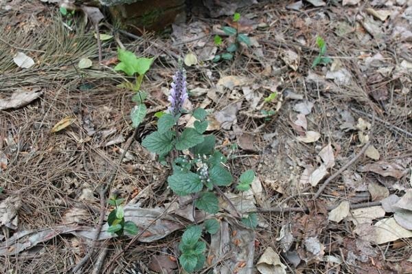 农村|农村平淡无奇的草,曾救过韩信的命,被称为“药王千金”