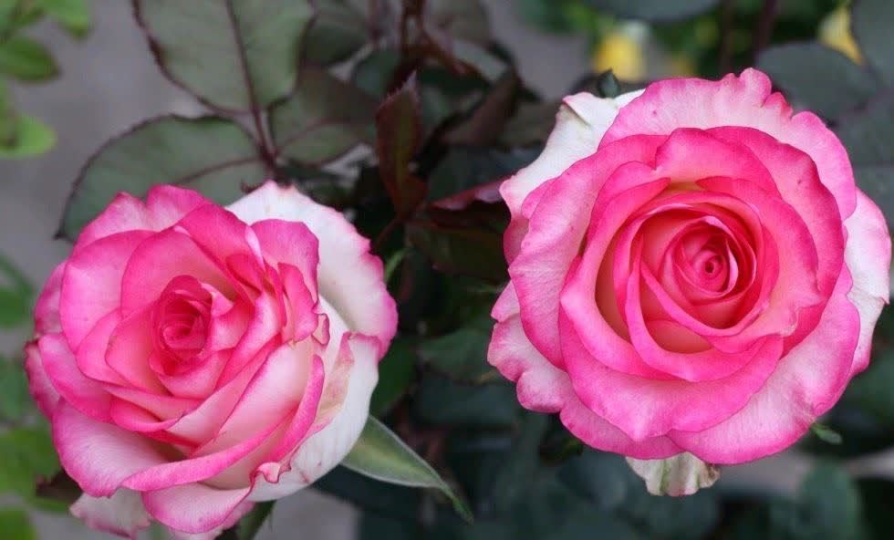 有“两种花”,春天一定别修剪,花苞才能更多开花更美