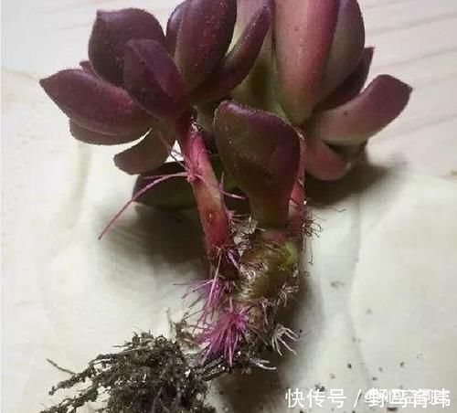 气根|多肉蓝苹果入手上盆后一周浇一圈水，10天后浇透水，现在很多气根，这样正常吗？