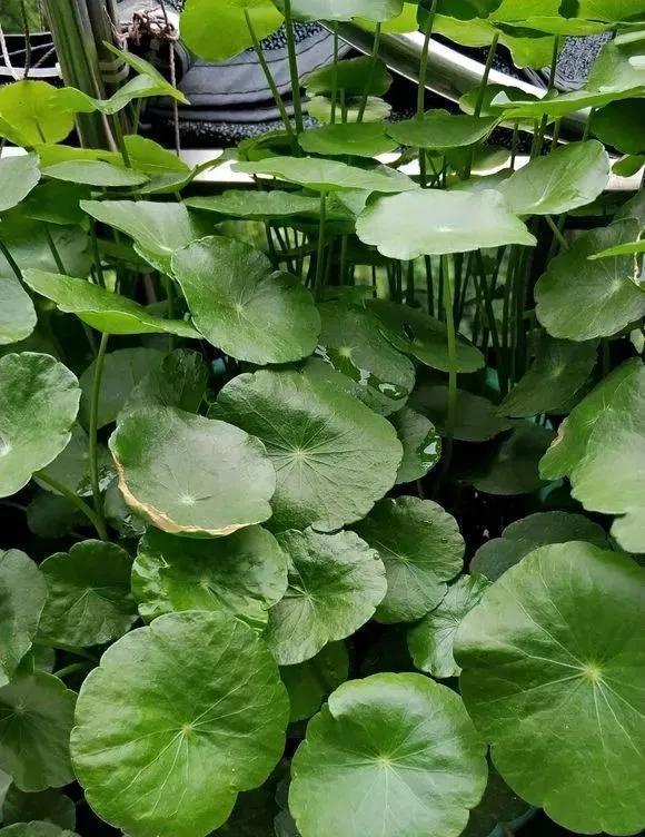 7种花公认好养,几乎养不死,看看你家有没有