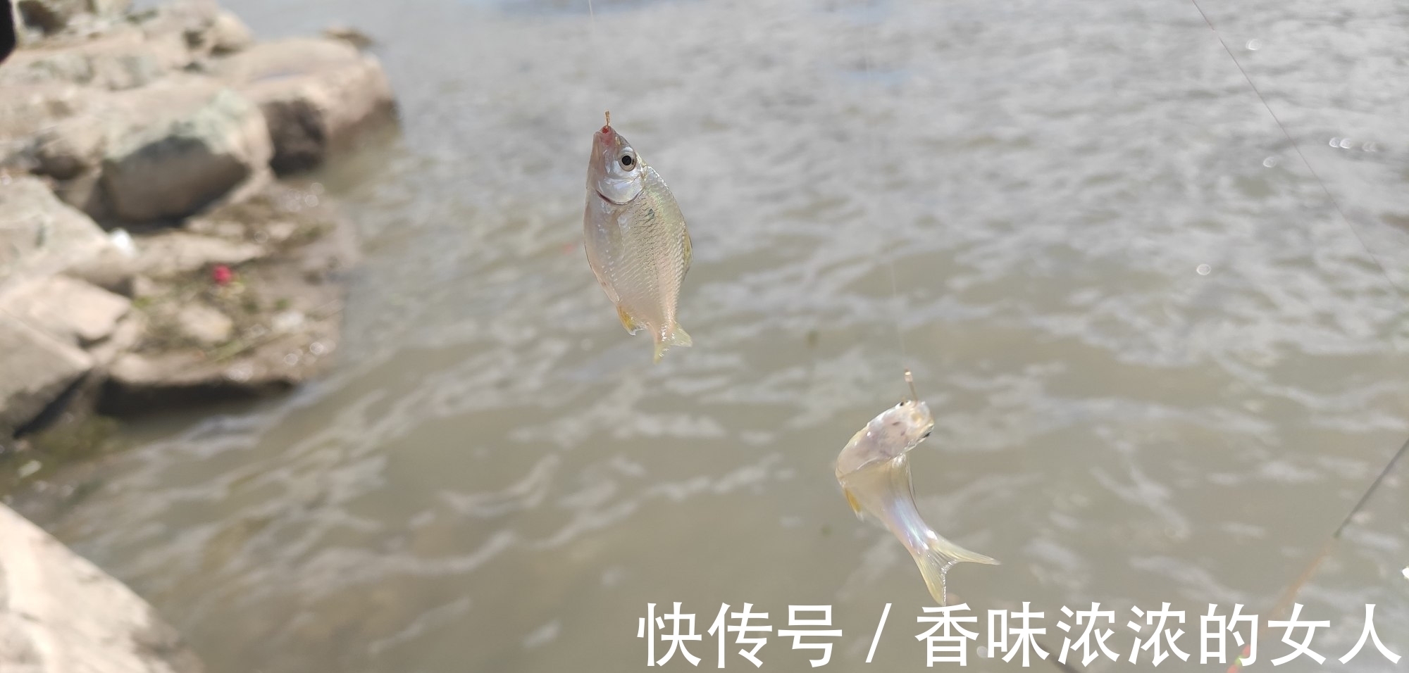 窝子|野钓难得一遇的“奇遇”半斤大鲫鱼排队咬钩,抓住机会你也行