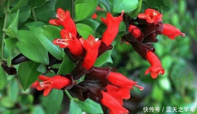 吊兰扔了吧,养这4种“高颜值”的吊兰,咋看也看不够!