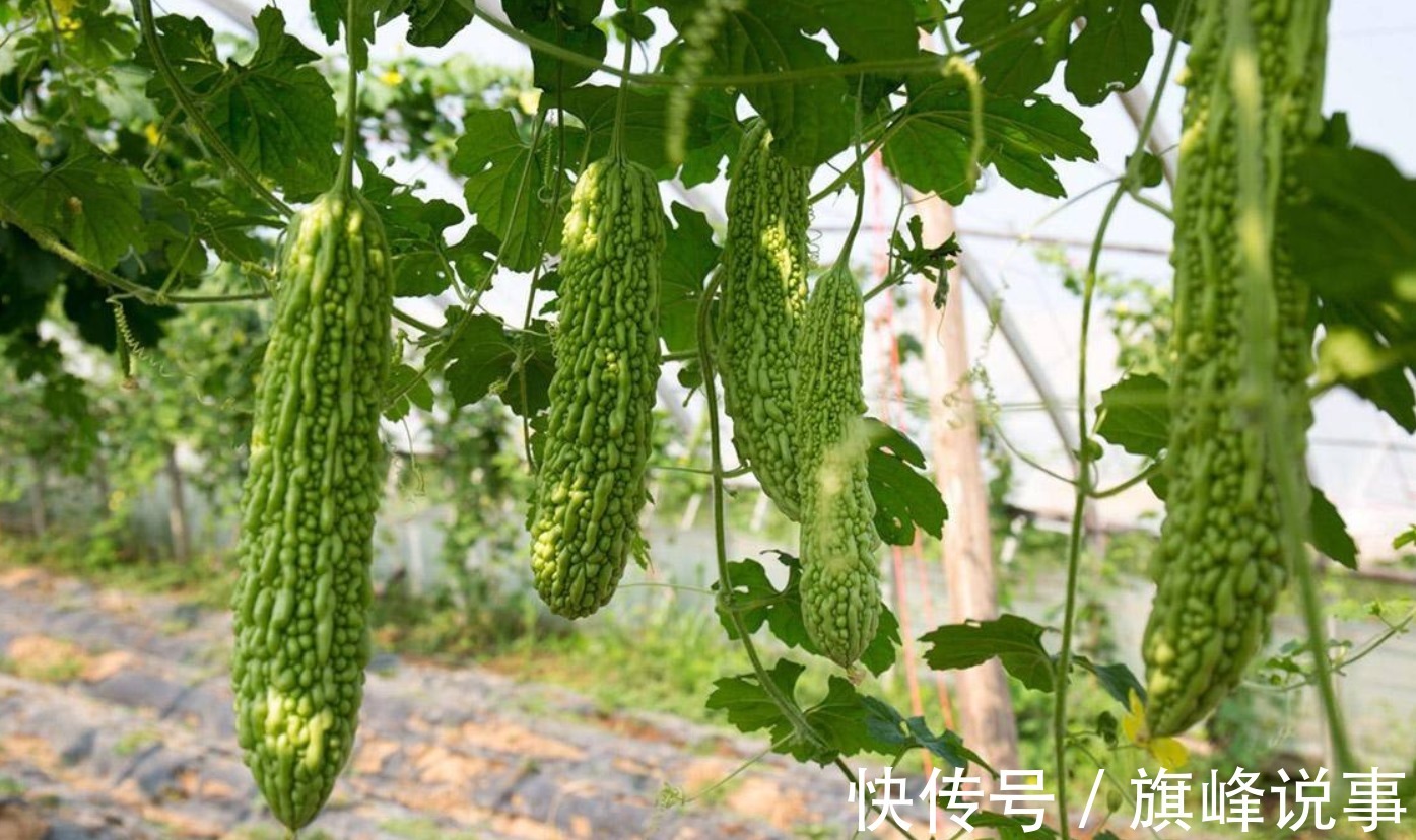 清阳|夏日养生靓汤,来了!