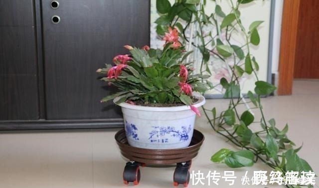 什么啤酒、淘米水，在“它”面前弱爆了！用它浇花，浇什么活什么！