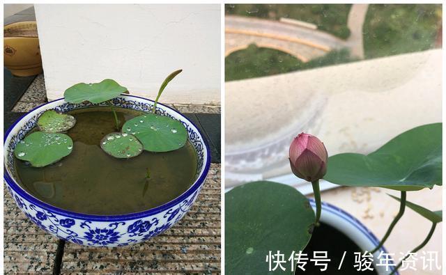 食用型|能养阳台上养的荷花,有个碗就行,种植容易,开花超美,值得拥有