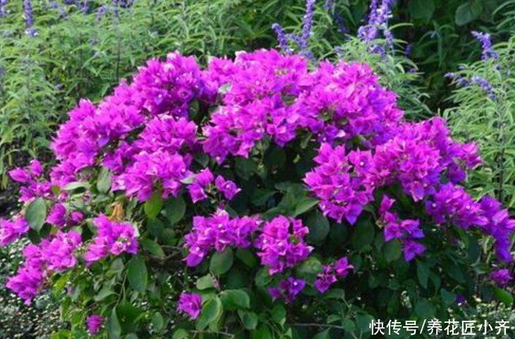 5种花不能浇水多，轻则不开花，重则会烂根，少浇水反而开得旺