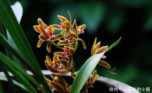 人养花，花也养人，摆上三种花，寓意好颜值好，对身心健康有好处