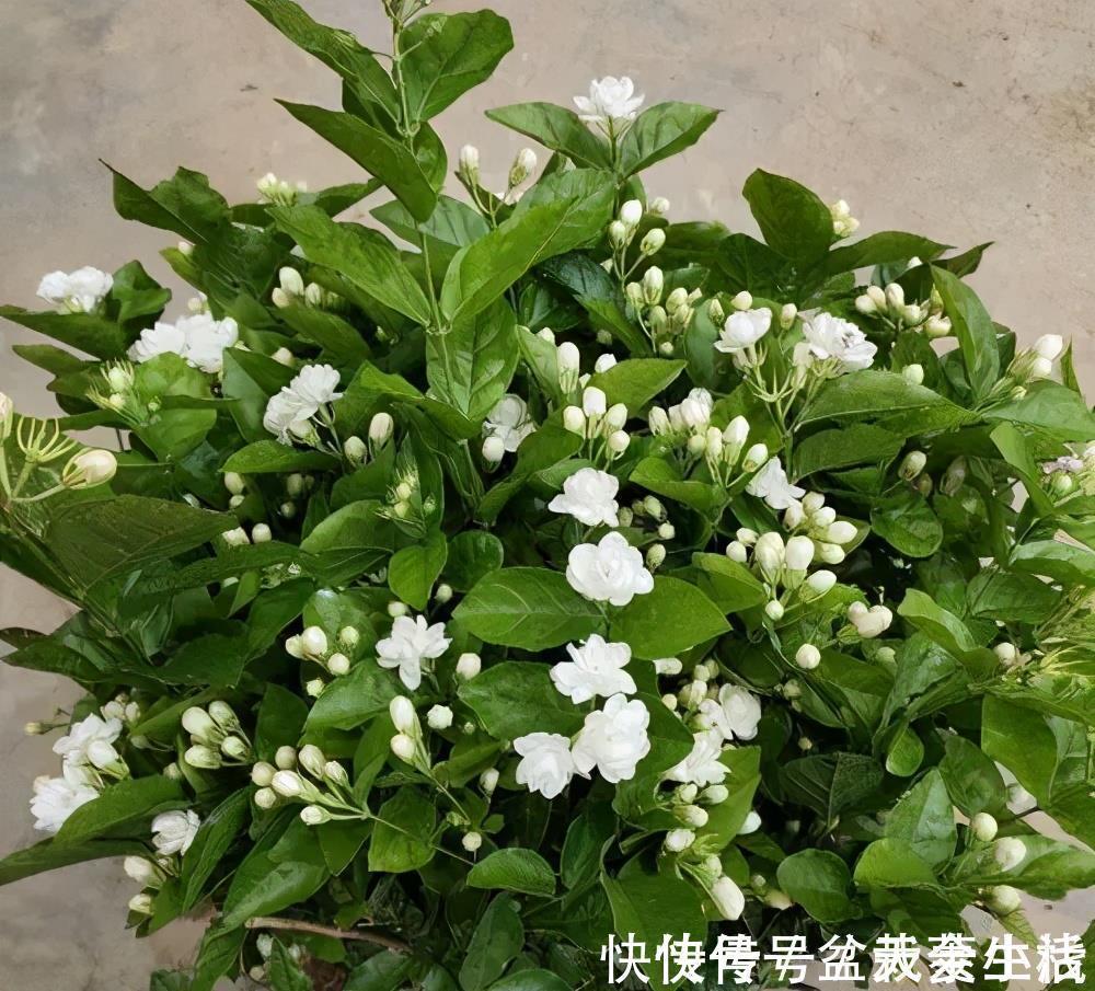 枝条|老花匠养的茉莉花，夏天做对5件事，年年开满枝，叶绿香味浓