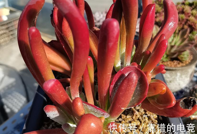 茎秆|多肉唐印只有1种,跟它有关的多肉却有两种,且比它更美更有特点