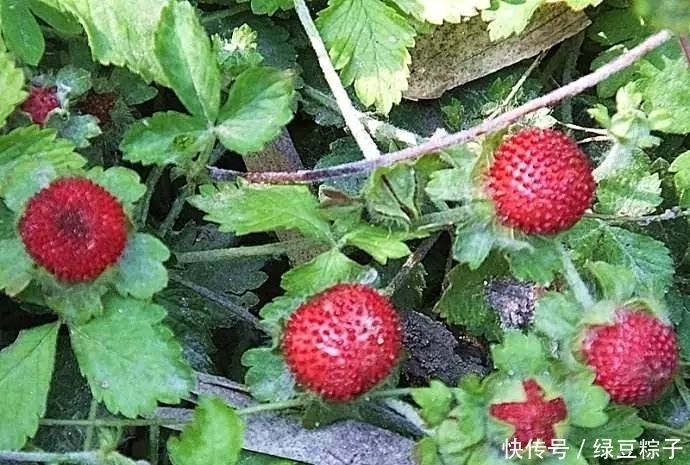 此果|感冒、咽喉肿痛、咳嗽?莫慌!吃几颗此果,现在知道还不晚!