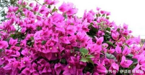 四季|这五种花可以四季常开，一养就爆盆，而且常盛不衰，绝对不容错过