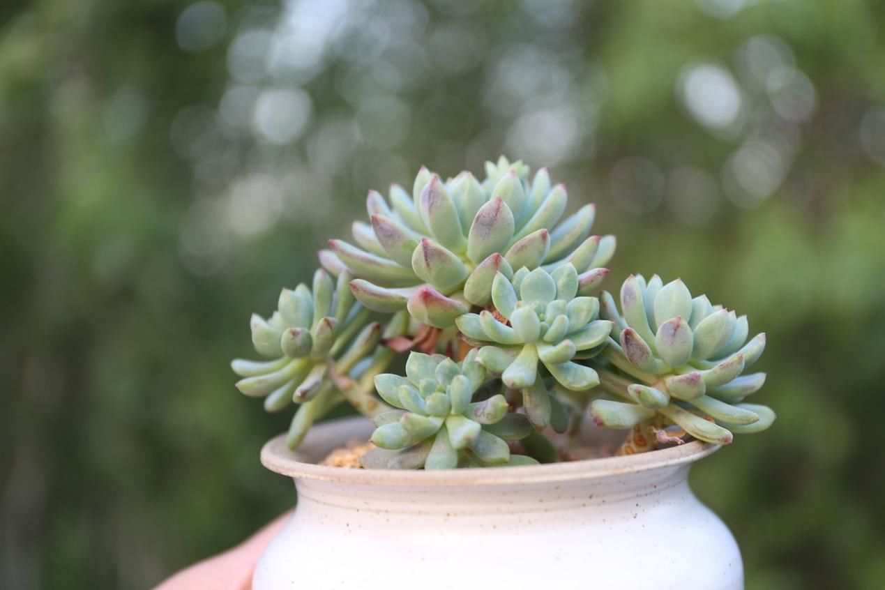 多肉叶|多肉叶插育苗：从摘叶子到出苗，这些小细节都该多注意