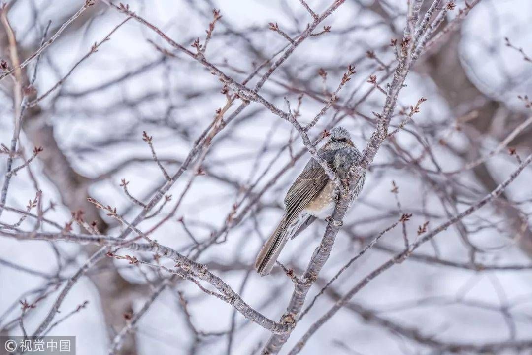  今日|今日大雪丨大雪至 万物藏