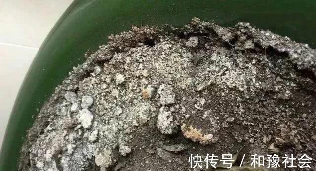 花盆中一旦发现“它”，别犹豫抓紧翻盆换土，否则花儿活不长久