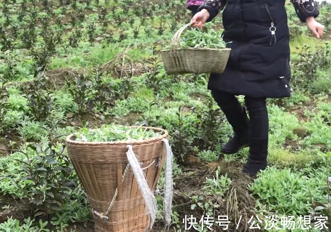 小吃|山间野菜太多,一会功夫就摘一背篓,拿回家可以做成特色美味小吃