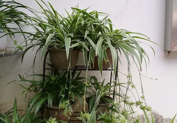 花盆里的土壤“裂开”了,“1把它”撒下去,3天变疏松,根系健壮