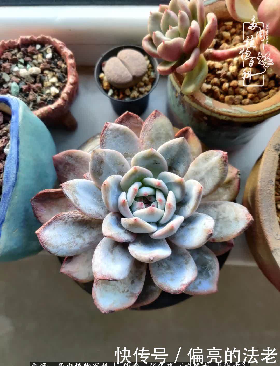 吸取教训，不断探索，英语老师的多肉碎碎念！