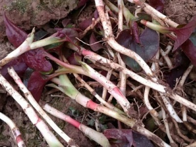 好吃|天然“阿莫西林”被发现,抗炎止咳不在话下,最重要还好吃