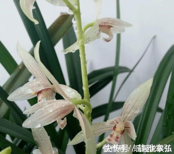 兰花不开花，反而焦叶，几个办法瞬间绿油油