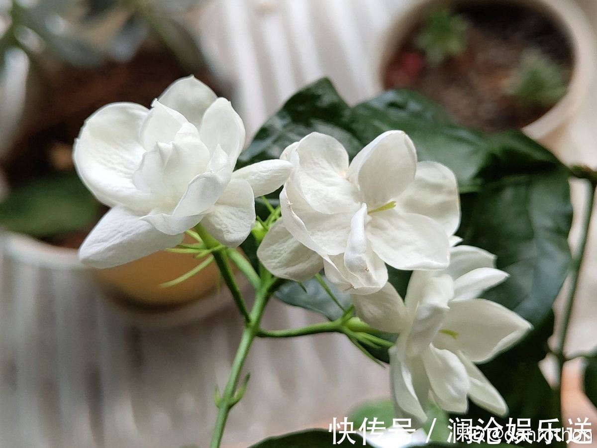修剪|一剪子下去，茉莉花越冒越多止不住，半月长势顶别人一年的！