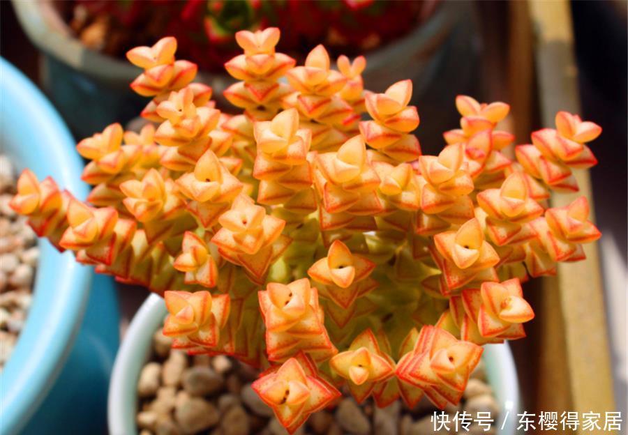 普货多肉|1种多肉爱爆盆,精致火红很喜庆,做好5个基本点,10天颜值逆袭