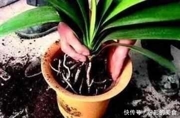 什么阿司匹林、维生素都不如“1块它”,掰碎扔盆里,壮根挤破盆