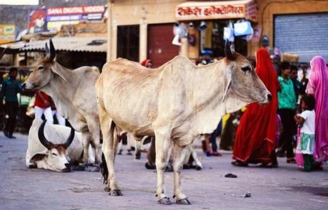 尊贵|印度“牛粪饼”一盒近30元,牛粪越多越尊贵,亚马逊上经常卖脱销