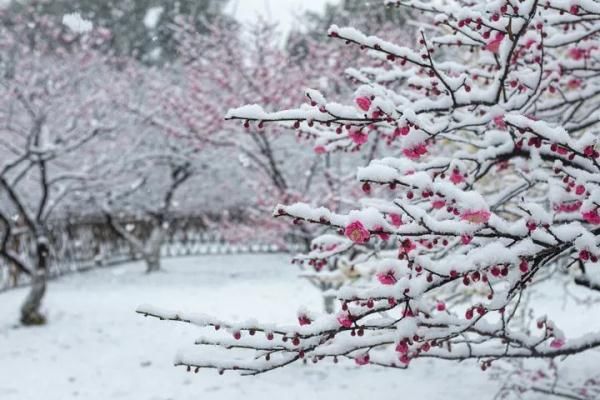 浙江分社|开工第一天杭州这场雪，东北人都说“服气”！