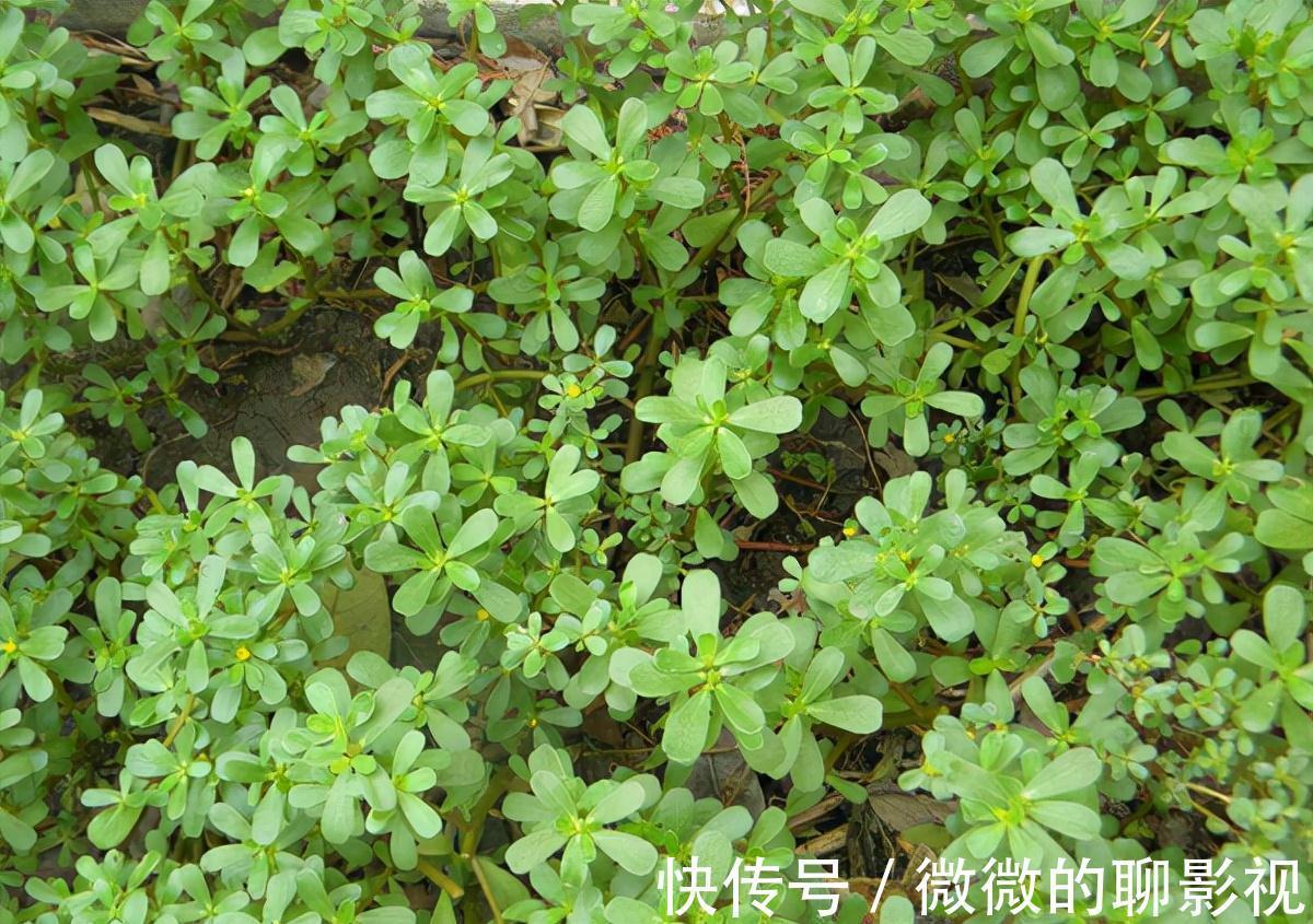 美味佳肴|6种常见野菜,比青菜好吃营养,解腻养人,你吃过几种?不要错过