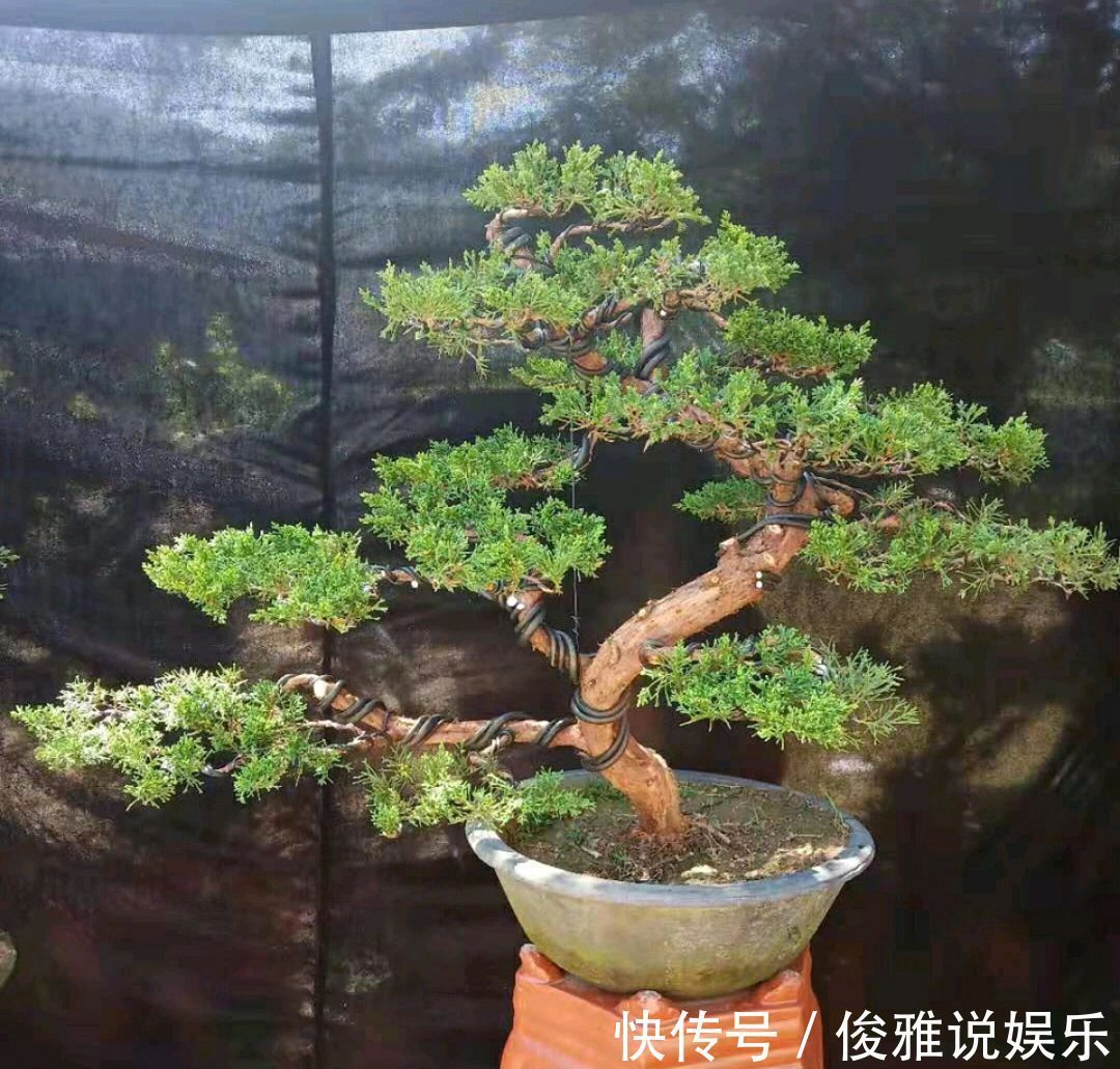 弹子|盆景修剪冷知识为什么要把枝条修剪成45度斜角长知识了