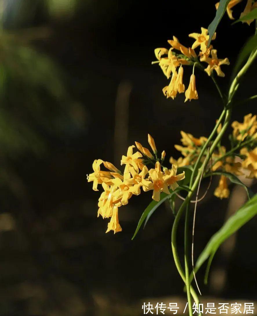 汁液|毒性很强的“网红花”,商家告诉你它有多好看,闭口不提它有多毒