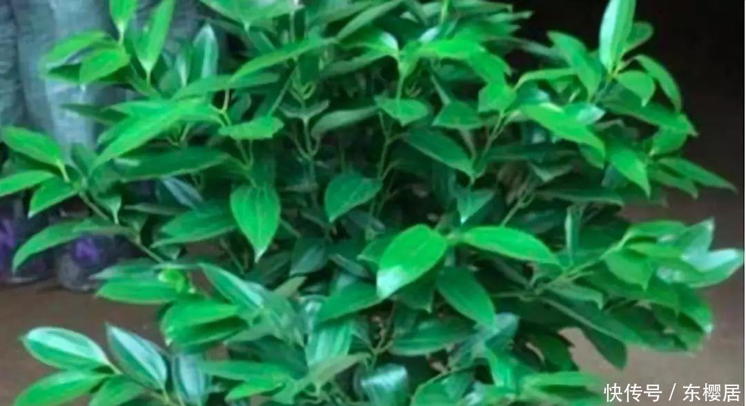 富贵竹、平安树叶子干枯发黄不用怕，教你几招轻松应对黄叶问题