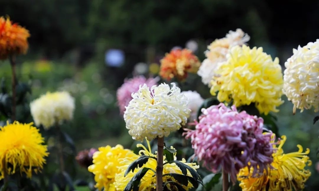 甘菊|野趣盎然 甘菊之美