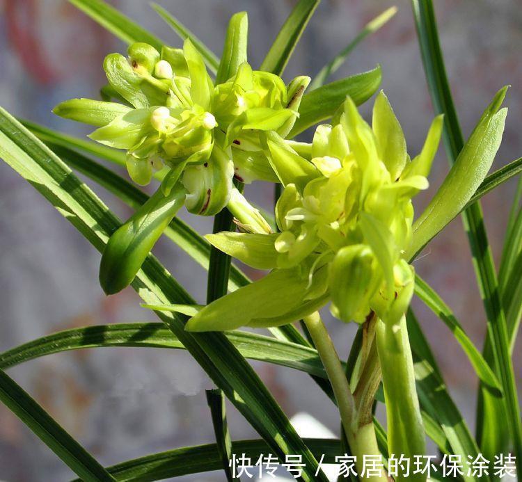 此兰被誉为香花之王,兰香浓烈,花型奇特,入手不后悔