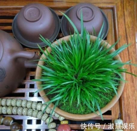 巧媳妇在家养了这种绿植盆栽,满屋子都是香味,出门连香水都不用喷