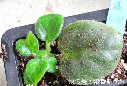 叶子|这“2种花”，摘1片叶子就能插活，花美叶绿，一盆种出20棵