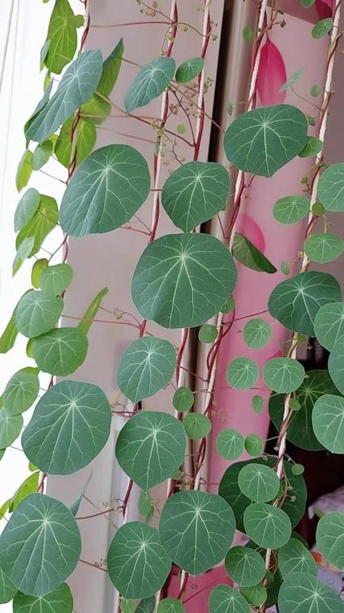 客厅摆什么植物容易养、寿命长,又不需要怎么打理?