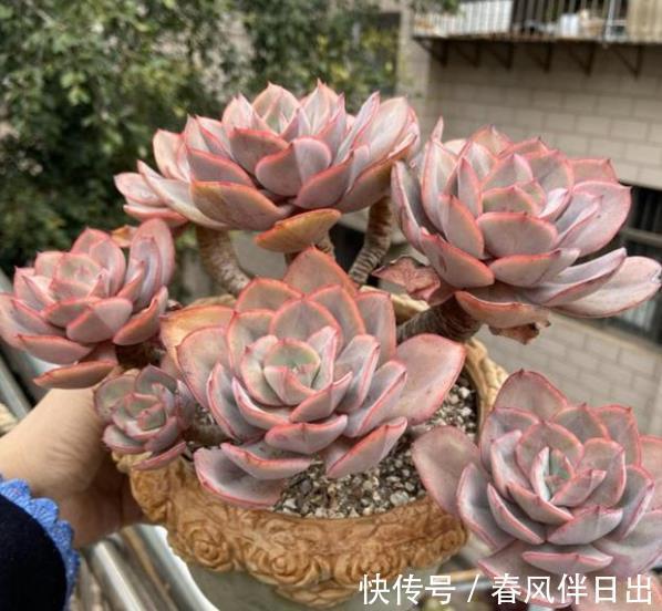 植株|入秋以后，给多肉植物浇水有讲究，掌握4个要点，叶片肥厚上色美