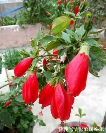 以下这种花,盆栽简单好养,花期全年蹭蹭长,超乎想象