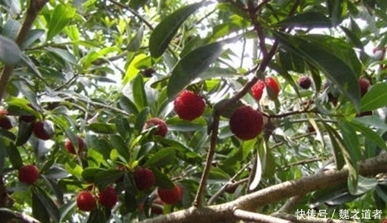 果中玛瑙|最近农村的一种成熟的水果,不知道有多少人喜欢吃呢你还认识吗?