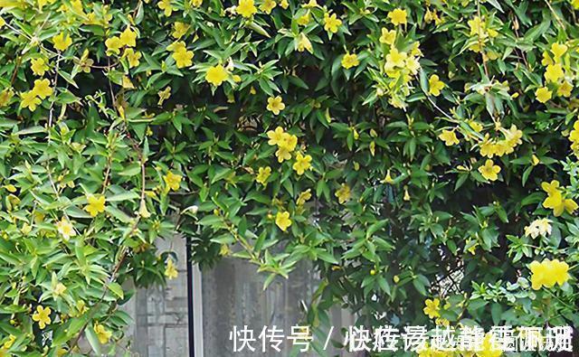 全株|它是“网红花”却全株含毒,商家只宣传它好看漂亮,其实毒性很强