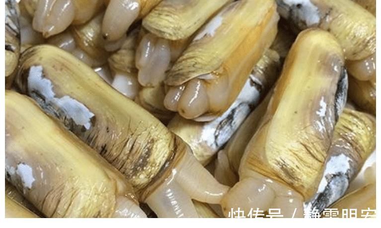 来自星星的你|被丑耽误的4种海鲜,实则是“天下奇鲜”,全吃过才是真正海边人