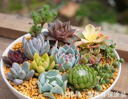 叶插|多肉这样叶插成功率高，分分钟能长根发芽，你清楚嘛