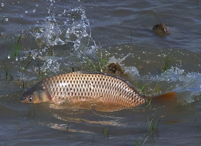 老钓手教你详细的台钓找底及调漂方法
