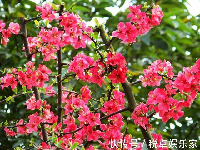 海棠“入夏前期”很重要,晒足太阳分株好成活,夏天开花香味十足