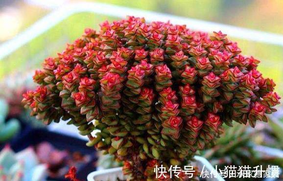 有些多肉状态非常美,但是它很“臭”,室内不要多养,多了很糟心