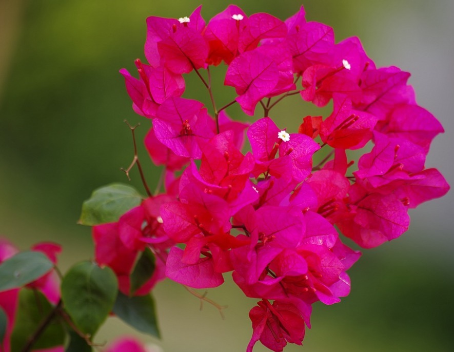 此花,越晒越“旺”,轻松开成“小瀑布”,花开四季又好养,必养