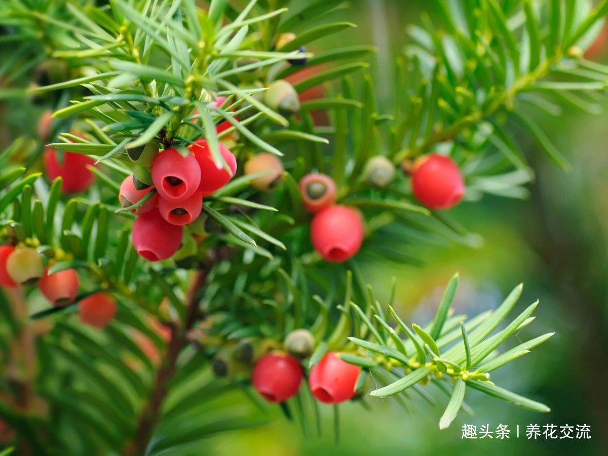 掌握这些养护方法，红豆杉不用怎么照顾就能长得又高又壮