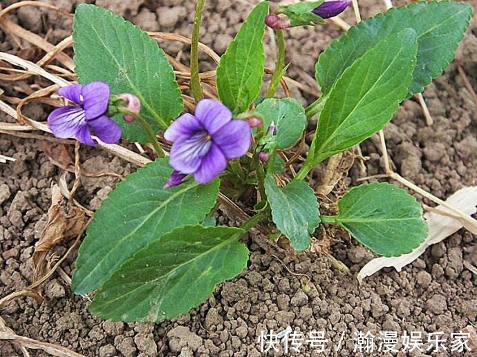 紫花|这花是神话里的美女变的,却在荒地里到处长,挖回家有大作用!